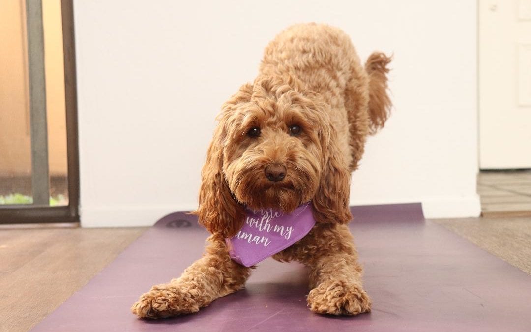Get Your DOGA On In San Francisco